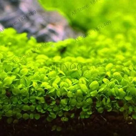 300 PCS Aquarium Aquatic Water Grass Plant Glossostigma Hemianthus - $8.25