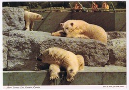 Postcard Polar Bears Metro Toronto Zoo Toronto Ontario - £3.08 GBP