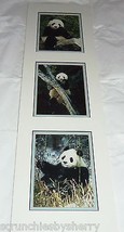 Giant Panda Bear Prints Mark J Thomas Ready Framing Published Photographer - £54.78 GBP