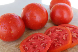 Fresh 50 Seeds Celebrity Supreme Tomato Juicy Tomatoe Vegetable Edible Food Gard - £6.42 GBP