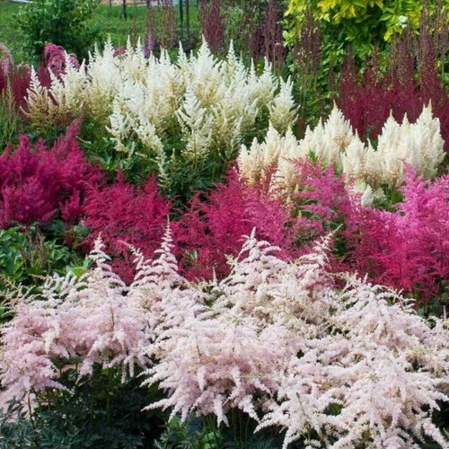 THJAR 50+ Astilbe ‘Bunter Zauber Mix’ Seeds - Shade Perennial Astilbe ar... - €8,20 EUR