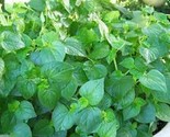 KKG 500 Shadow Beni Mexican Long Sawtooth Coriander Culantro Thai Parsle... - $8.89