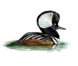 North American Hooded Merganser Wild Male Duck Window Auto Camper Decal Sticker - £5.46 GBP+