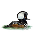 North American Hooded Merganser Wild Male Duck Window Auto Camper Decal ... - $6.95+