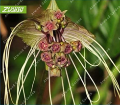 100 Seeds Black Tiger Shall Orchid Flowers Scented Plants Shade S Flowers Beauti - £5.43 GBP