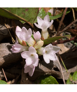 Trailing Arbutus - 120 Seeds - $178.71 MXN