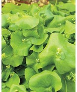 SEED-Miners Lettuce - Claytonia Perfoliata - Delicious &amp; High Yielding P... - $5.29 CAD+