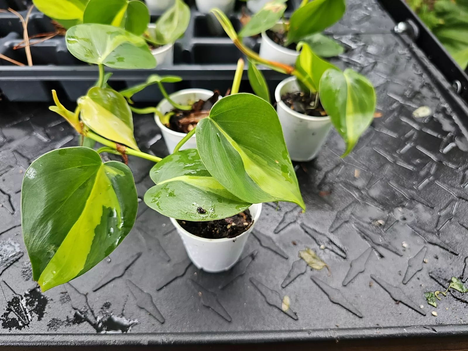 BRAZILIAN Pothos Hederaceum  BRASIL BRAZIL Cordatum Live Plant Variegated - $17.14
