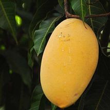 Biggest Mango Fruit Tree Variety (mangifera) Grafted Tree 3’-4’ Feet Tall - £111.90 GBP