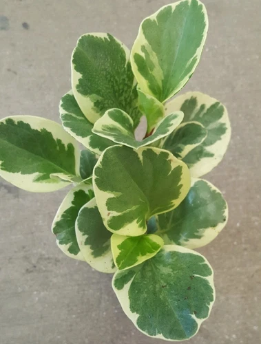Golden Peperomia Live Plant Obtusifolia Variegata Marble Baby Rubber Pla... - $11.08