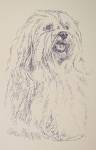 Havanese dog art Portrait Print #32 Kline adds dog name free. Drawn from words - $49.45