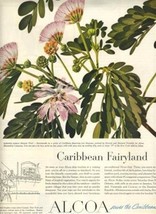 Alcoa Steamship Lines Saman Tree Magazine Ad Caribbean Fairyland 1950&#39;s - £14.01 GBP