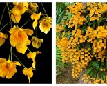 50 Seeds Dendrobium lindleyi Flowers Garden - £27.85 GBP