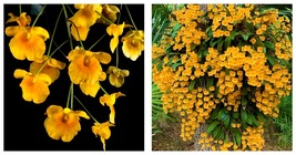 50 Seeds Dendrobium lindleyi Flowers Garden - £28.15 GBP