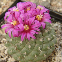Strombocactus ssp esperanzae, rare cactus seed 15 SEEDS - £7.12 GBP