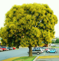 Koelreuteria bipinnata - Chinese Flame-Tree exotic flower bonsai seed - 20 seeds - £7.06 GBP