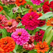 HSeeds 500+ Giant Dahlia Flower Seeds - California Giants Annual Mix (Zinnia Ele - $5.22