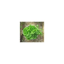 Lettuce Tango Great Heirloom Vegetable 1500 Seeds Fresh Garden USA SELLER - £8.94 GBP