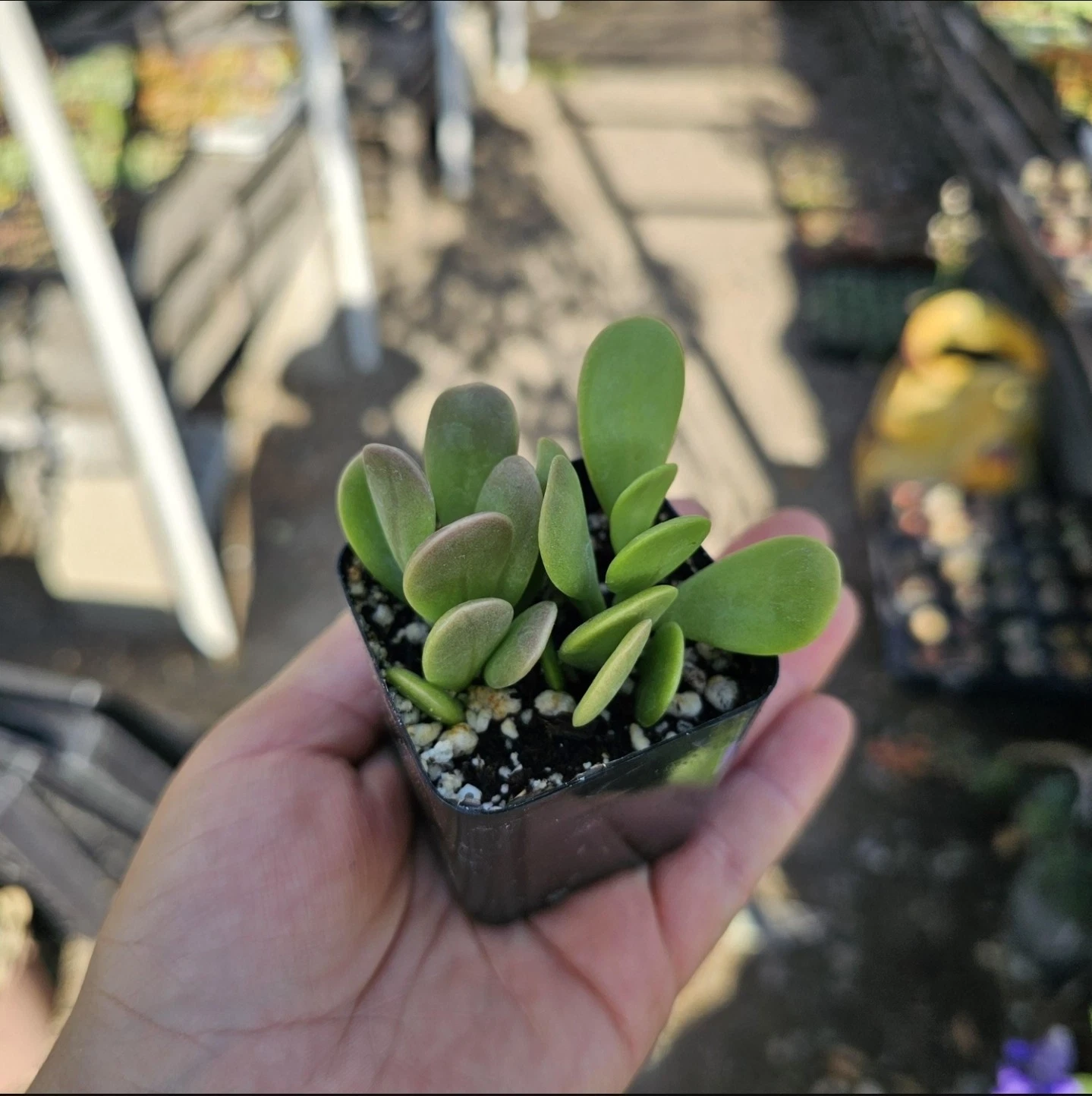 Trailing Jade| Weeping Jade | Trailing Succulent Trailing sedum | 2in pot - $19.99