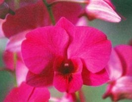 3 Hawaiian DENDROBIUM Orchid Plants ~ Grow Hawaii - £89.44 GBP
