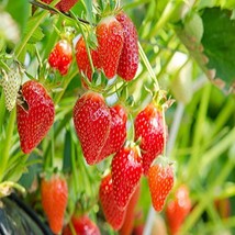 Eversweet Everbearing 10 Live Strawberry Plants, NON GMO, - £16.02 GBP