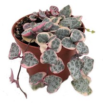 Pearl Moon Rosary Vine Ceropegia Woodii Pretty Pk String Of Hearts 2.5 inch Pot  - $49.86