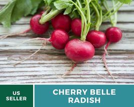 100 Radish Cherry Belle Seeds Raphanus sativus Heirloom Vegetable Red Ra... - £12.39 GBP