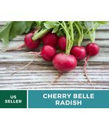 100 Radish Cherry Belle Seeds Raphanus sativus Heirloom Vegetable Red Ra... - £12.36 GBP