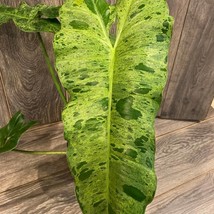 US Seller Philodendron Paraiso Verde In 4 Inch Pot Limited High Variegat... - £65.98 GBP