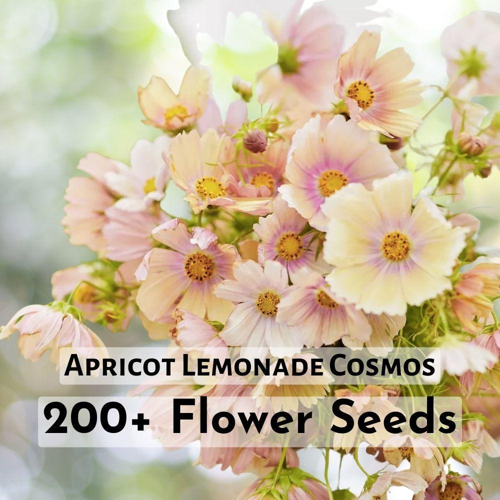 200+ Apricot Lemonade Cosmos Seeds Flower Seeds Gardening - $11.90
