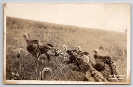 Morris PA Turkeys In Field RPPC Caulkins Photo Postcard K22 - £7.82 GBP