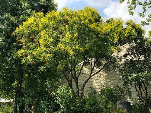 Koelreuteria Paniculata Golden Rain Tree Pride Of India 20 Seeds Fresh Garden - £17.25 GBP