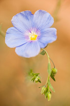 Blue Linen Flax Flower 2000+ Seeds  Blue/Purple Linseed Perennial Wildfl... - $9.89