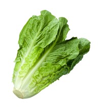 Lettuce Romaine Parris Island Cos Non GMO Heirloom Vegetable 25 Seeds - $1.77