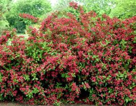 4&quot; Pot Weigela Red Ruby Rubrun Shrubs Thrives Almost Anywhere Hundreds O... - £39.77 GBP
