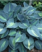 Touch Of Class Blue/Yellow/Green Mixed Hosta Seeds - £6.42 GBP