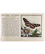 The Zebra Butterfly 1934 Butterflies Of America Antique Insect Art PCBG14B - €17,17 EUR