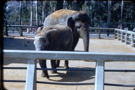 9 Vtg 1956 Amateur Shot San Diego Zoo 35MM Slides Elephants Polar Bear Bus Hippo - $9.99