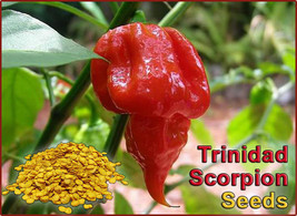 Scorpion Pepper Seeds -50 Seeds To Grow Scorpion Plants  (High Germination Rate) - £10.13 GBP