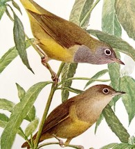 Connecticut Warbler 1936 Bird Lithograph Color Plate Print DWU12C - £19.26 GBP