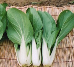 Hakusai Osaka Shirona Lose Head Seeds Napa Cabbage Pakkaat Khoaa Plee Asia Veget - $10.78