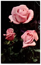 Pink Hybrid Tea Rose Flowers Postcard Posted 1953 - £6.92 GBP