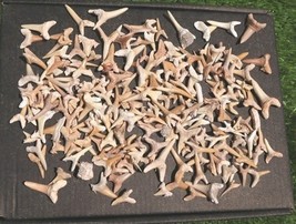 Prehistoric Shark Teeth Collection – Real Fossils from Ancient Oceans Fo... - €29,84 EUR