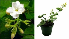 Live Plant Arabian Tea Jasmine Maid of Orleans 6&quot; Pot Outdoor Indoor Sampaguita - £66.43 GBP
