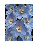 200 SEEDS COTTAGE GARDEN CUT FLOWER SUMMER BLUE LARKSPUR HEIRLOOM SEEDS ... - $8.35