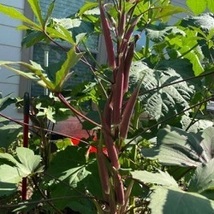  Seeds Okinawa Pink Okra Open Pollinated No pesticides. Early and Prolific  - £7.70 GBP
