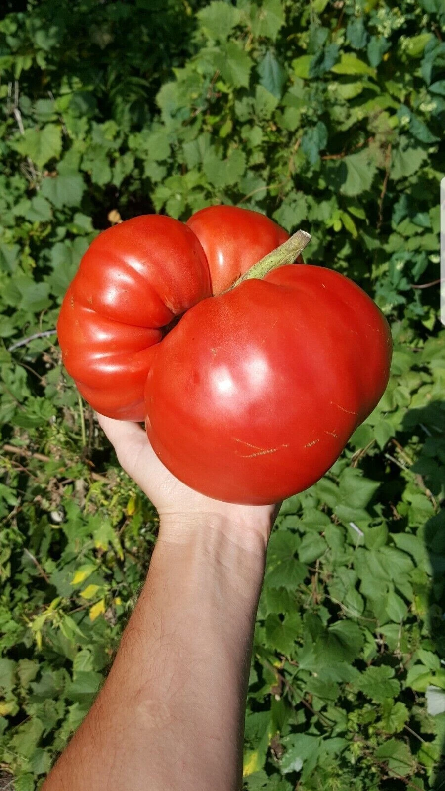 240+ BIG ZAC TOMATO SEEDS - WORLD RECORD SIZE - HUGE -------------------... - $10.53