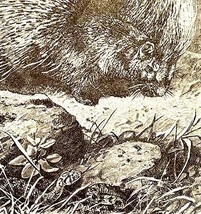 THE PORCUPINE (hystrix cristata) WOOD ENGRAVING 1800s - $11.99