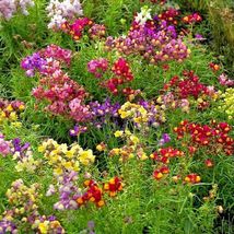 Shipped From Us 32,000+TALL Snapdragon Northern Lights Mix Flower Seeds, CB08 - £21.55 GBP