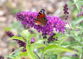 25 Buddleia Butterfly Bush Seeds Mix Flower Fragrant Perennial - £14.12 GBP